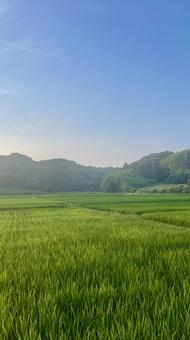 田んぼ・農業 田んぼ・農業 農業,農家,田んぼの写真素材