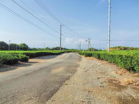 茶畑の道 茶畑の道の写真