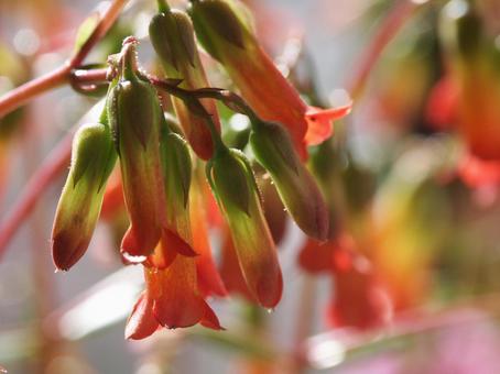 Photo, karanchoe, a flower, trumpet, 