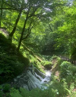 白糸の滝 白糸の滝の写真