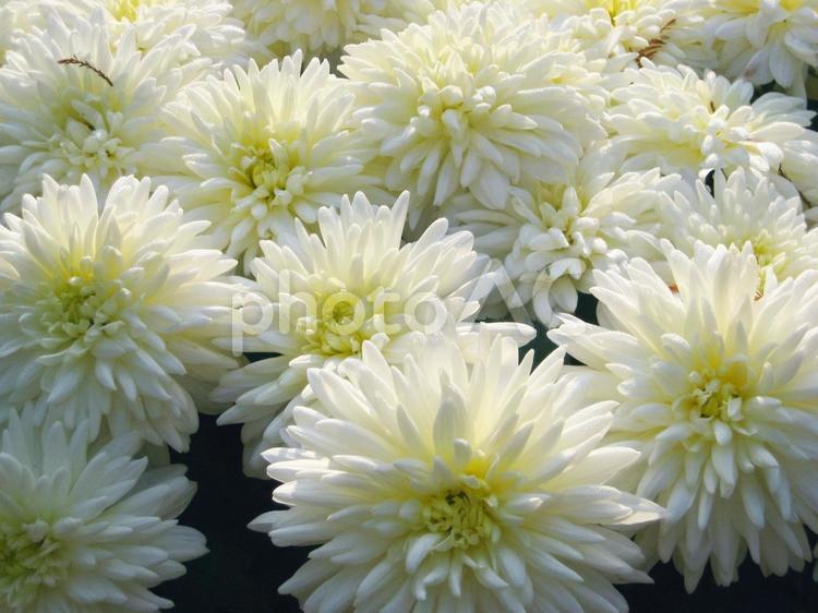 たくさんの白い花 菊,花,花屋の写真素材