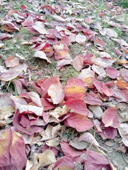 落ち葉３ 風景,紅葉,秋の写真素材