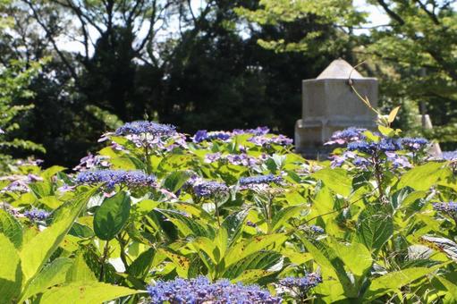 紫陽花 紫陽花の写真