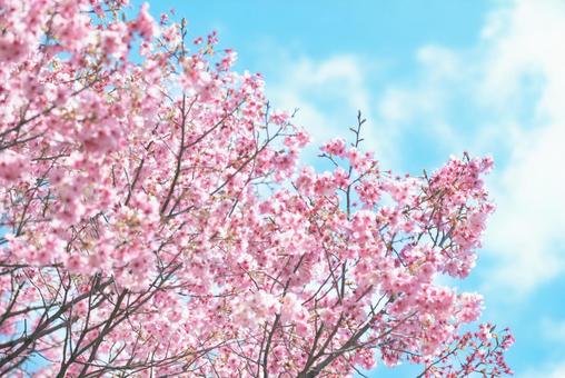 桜 桜の写真