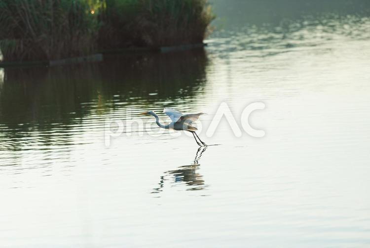 水面ギリギリを飛ぶダイサギ ダイサギ,鷺,野鳥の写真素材
