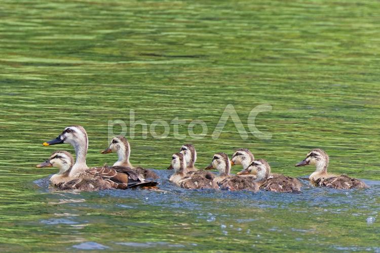 初夏の川をまとまって泳ぐカルガモ家族 カルガモ,軽鴨,夏留鴨の写真素材