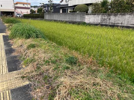 秋の田んぼ 田んぼ,稲,田畑の写真素材