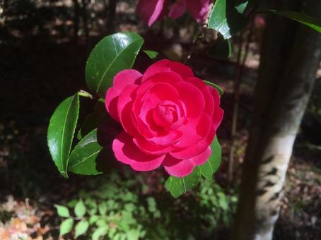 Photo, camellia, wood, flower, 