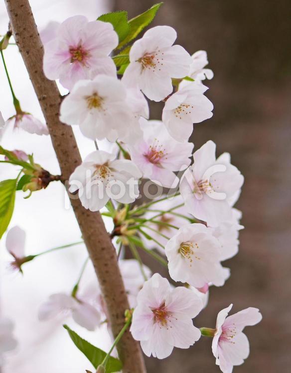桜の木と花のアップ 桜,春,花の写真素材