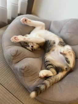 三毛猫 お昼寝リラックス 三毛猫 お昼寝リラックスの写真