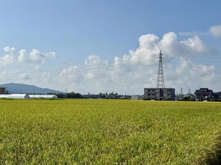福井県の夏の田んぼ 道,稲穂,自然の写真素材