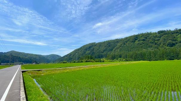 夏の田園風景(石川・白山市) 夏の田園風景(石川・白山市) 田舎,田んぼ,田園の写真素材