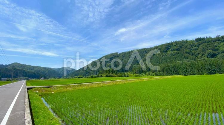 夏の田園風景（石川・白山市） 田舎,田んぼ,田園の写真素材