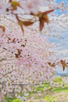 北海道の桜開花 桜,サクラ,エゾヤマザクラの写真素材