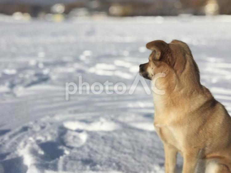 雪の中でたたずむ犬 犬,雑種,かわいいの写真素材