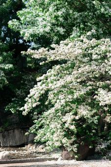 オオデマリの大木 オオデマリ,季節の花,白い花の写真素材