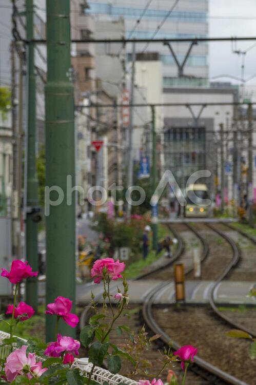 大塚バラ祭りのバラと都電荒川線 都電荒川線,バラ,大塚バラ祭りの写真素材