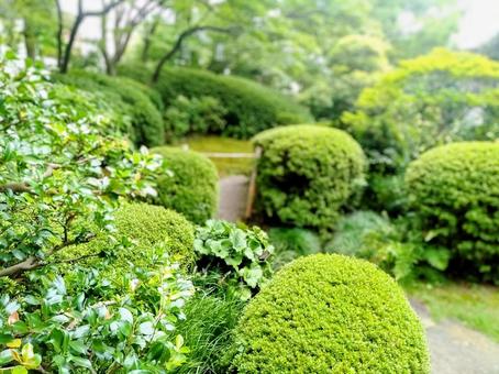 緑 緑の写真