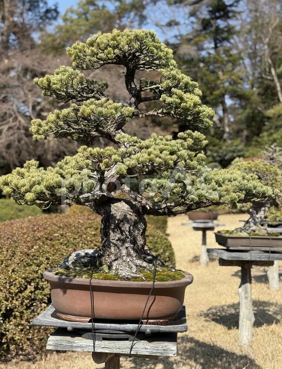 明治神宮　御苑　隔雲亭と盆栽 原宿,出入口,社の写真素材