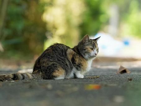 木陰の猫 木陰の猫の写真
