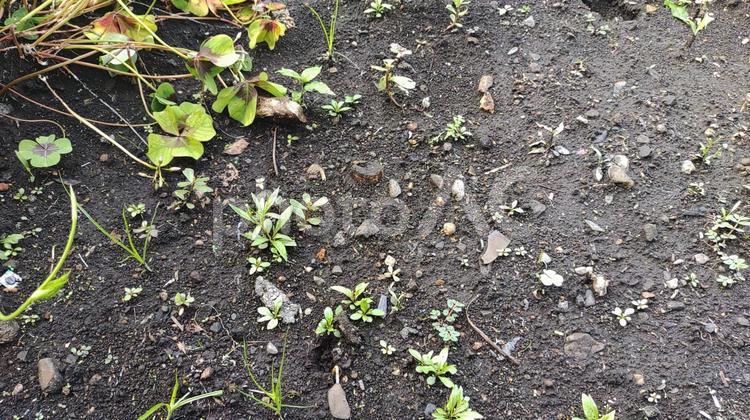 土と植物２ グリーン,多年草,雑草の写真素材