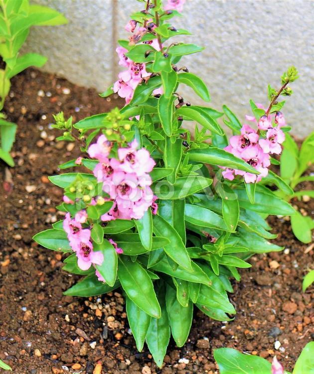 ピンクの小粒なかわいい花　 アンゲロニア,ピンクの花,ピンクの写真素材