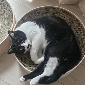まんまる瞳のハチワレ姉猫 まんまる瞳のハチワレ姉猫 ハチワレ,動物,猫の写真素材