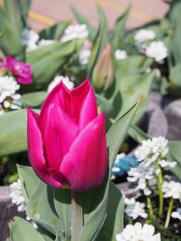 Photo, tulip, pink flowers, up flowers, 