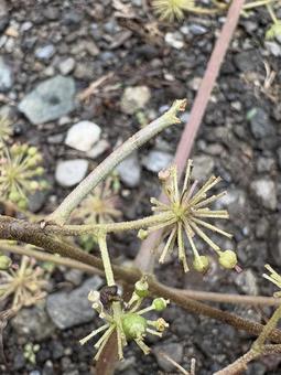 懸命に 枝になりきる 尺取虫 01 懸命に 枝になりきる 尺取虫 01 尺取虫,シャクトリムシ,尺蠖の写真素材