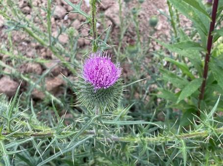 アザミ トゲ 春 道端 野草 アザミ トゲ 春 道端 野草の写真