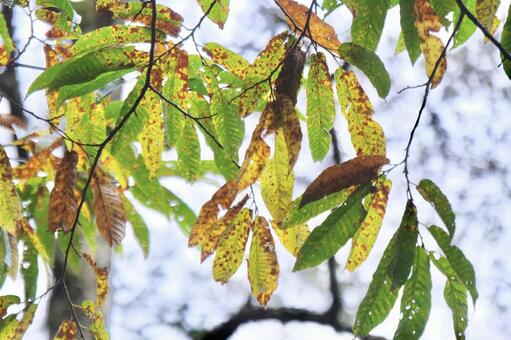 落ち葉 葉っぱ,自然,風景の写真素材