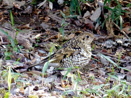 山林の草むらで出会ったトラツグミ 山林の草むらで出会ったトラツグミの写真