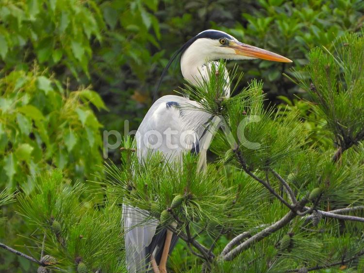 樹冠にとまるアオサギ アオサギ,鳥,鳥類の写真素材