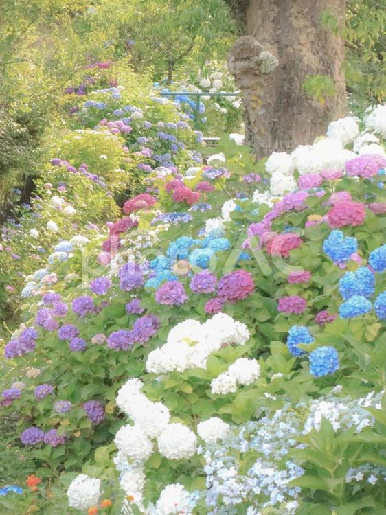 紫陽花の森　① 紫陽花,森,色とりどりの写真素材