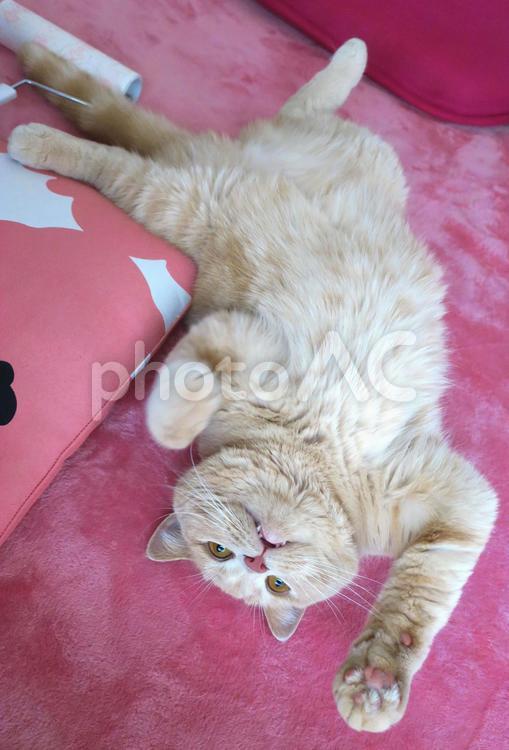 うちのネコさま　ヘソ天で鳴く子猫 ネコ,猫,昼寝の写真素材
