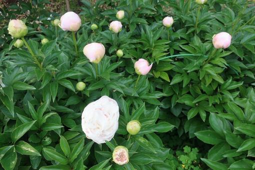 5月 植物,花,5月の写真素材