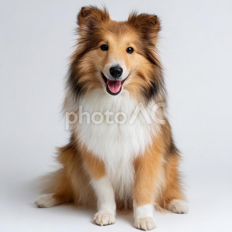 カメラ目線の愛らしい犬 犬,動物,ペットの写真素材