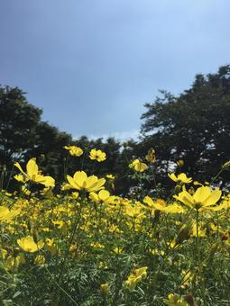 キバナコスモス キバナコスモスの写真