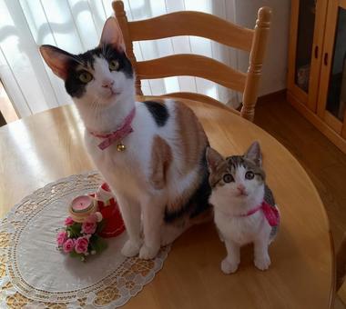 なかよし猫 なかよし猫,可愛い,癒されるの写真素材