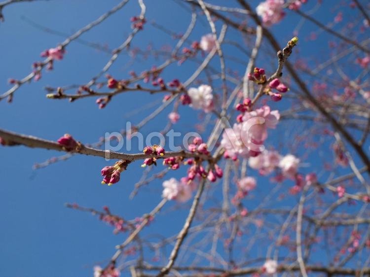 青空を背景にした桜 桜,サクラ,さくらの写真素材
