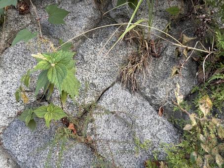 石垣の雑草 石垣の雑草の写真