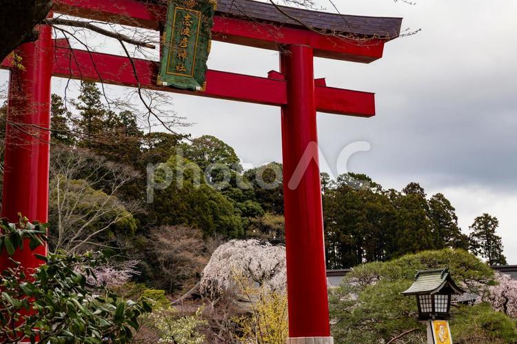 塩釜神社の桜(29) 塩釜神社,陸奥国一宮,重要文化財の写真素材
