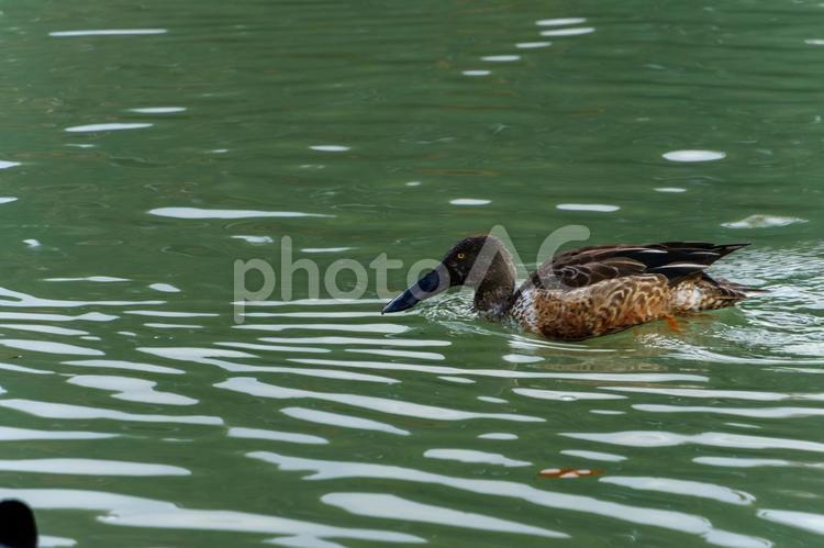 ハシビロガモの水上散歩 ハシビロガモ,カモ,野鳥の写真素材