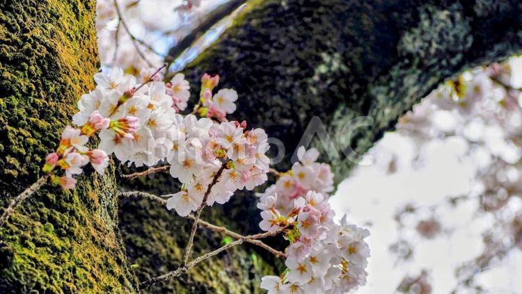 青梅市の春・河辺駅周辺の桜（東京都） 桜,青梅市,春の写真素材