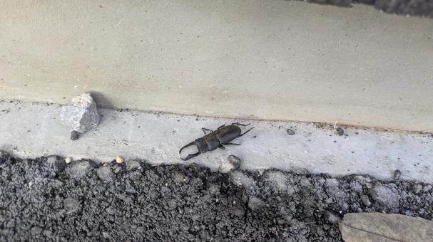 街中にいるコクワガタ 街中にいるコクワガタ コクワガタ,クワガタ,昆虫の写真素材