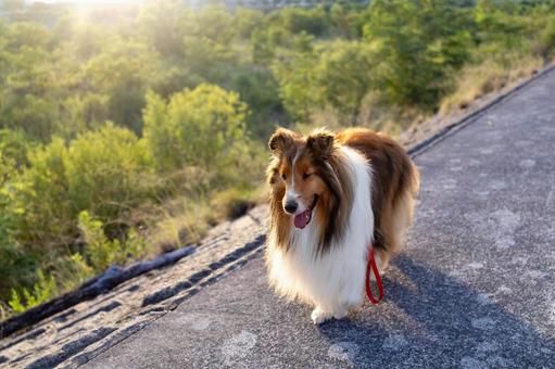 麗 レイ 麗 レイ 家庭犬,散歩,遊ぶの写真素材