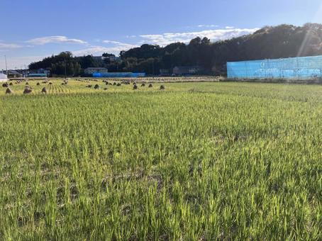 田んぼ 田んぼ,稲作,お米の写真素材