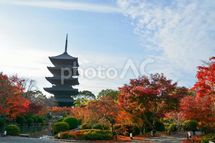 東寺  五重塔 東寺,五重塔,京都の寺の写真素材
