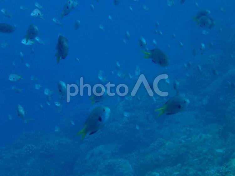 魚の群れ 小笠原,水中,魚の写真素材