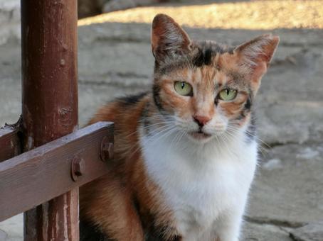 三毛猫 三毛猫の写真